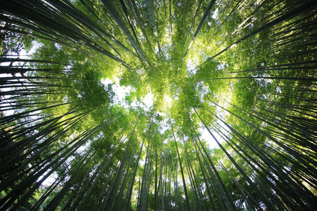 What is Forest Bathing?
