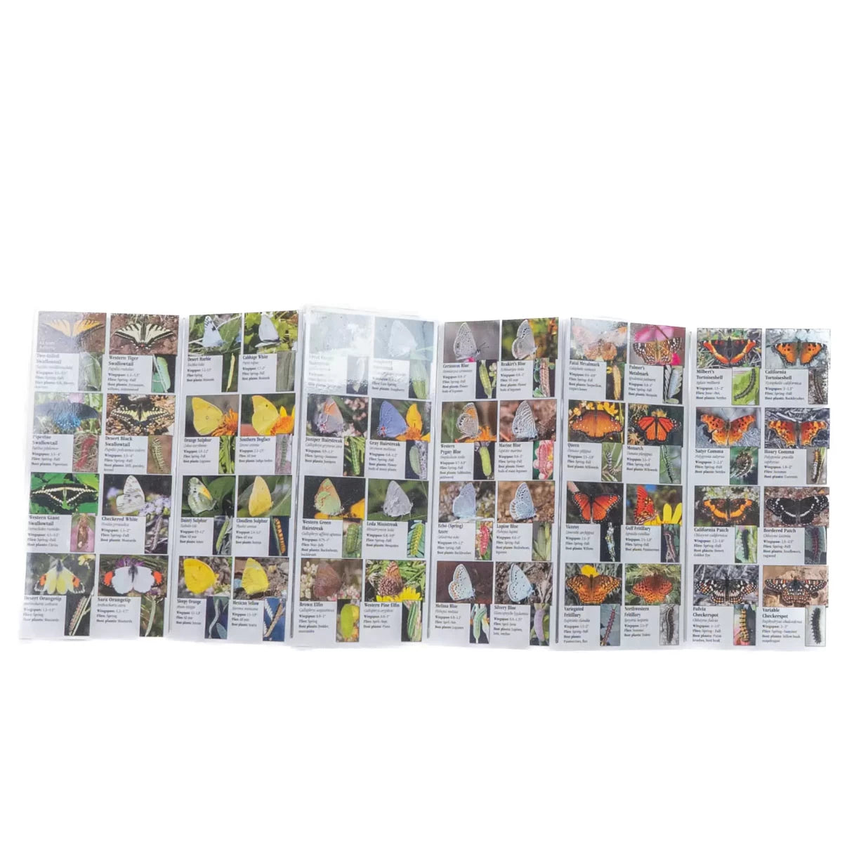 One SizeButterflies