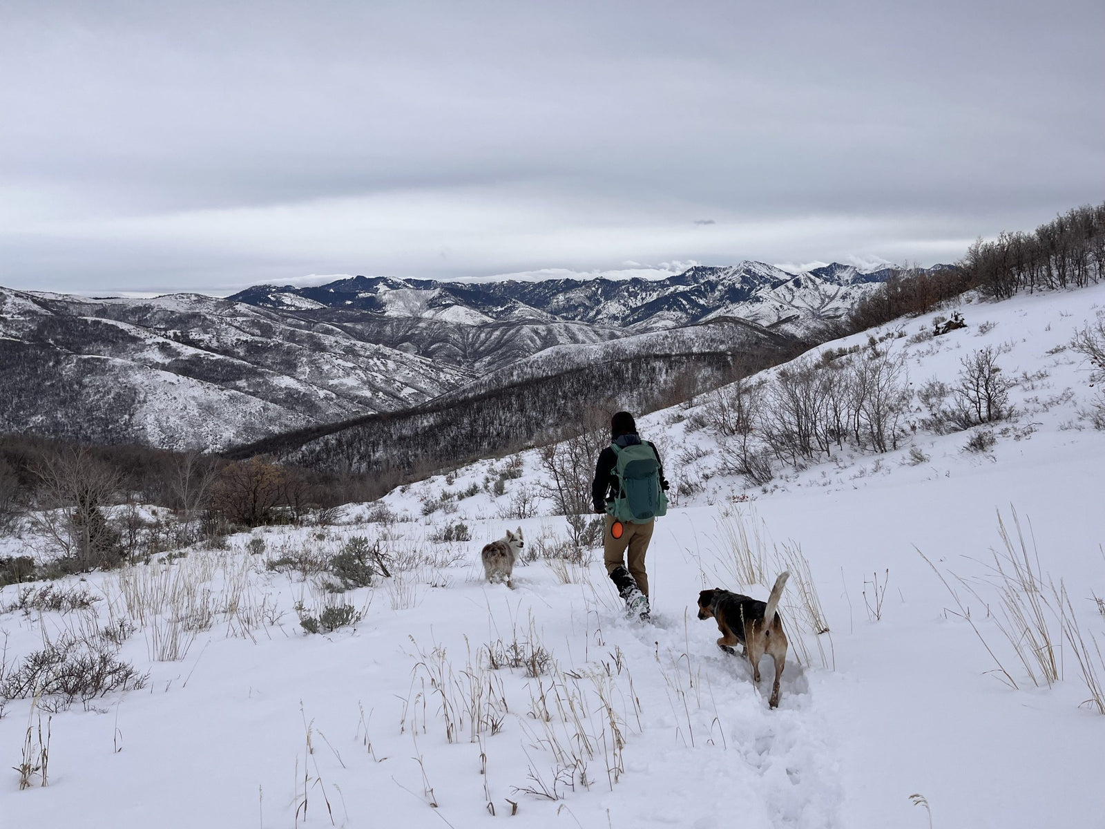 Winter Weather Dog Walkin’ Considerations & Care