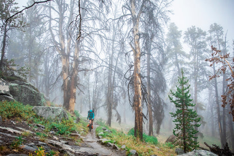 forest