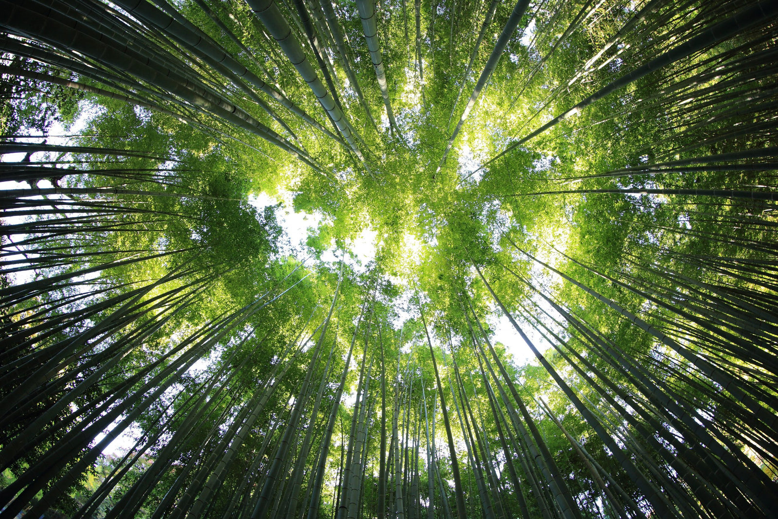 What is Forest Bathing?